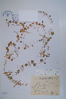 藏品(普刺特草)的圖片