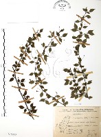 藏品(燈稱花、烏雞骨)的圖片