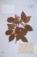 藏品(紅子莢迷)的圖片