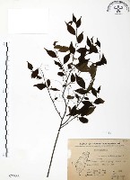 藏品(燈稱花、烏雞骨)的圖片