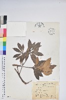 藏品(臺灣馬醉木)的圖片