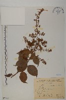 藏品(雷公藤)的圖片