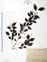 藏品(燈稱花、烏雞骨)的圖片