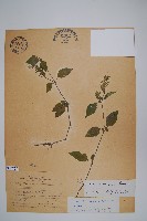 藏品(玉山石竹)的圖片