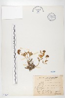 藏品(穗花佛甲草)的圖片