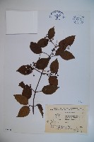 藏品(紅子莢迷)的圖片