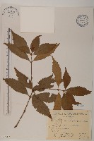 藏品(草珊瑚、紅果金粟蘭)的圖片