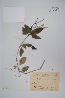 藏品(針刺草)的圖片