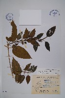 藏品(絨毛芙蓉蘭)的圖片