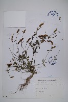 藏品(狹葉爵床)的圖片