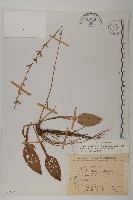 藏品(臺灣鬼督郵)的圖片