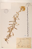 藏品(鼠麴草)的圖片