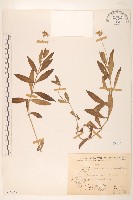 藏品(蟛蜞菊)的圖片