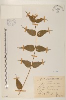 藏品(田代氏澤蘭)的圖片