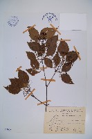 藏品(紅子莢迷)的圖片