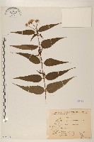 藏品(田代氏澤蘭)的圖片