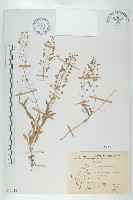 藏品(獨行菜)的圖片