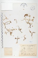 藏品(石板菜)的圖片