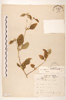 藏品(金腰箭)的圖片