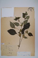 藏品(華九頭獅子草)的圖片