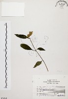 藏品(臺灣鱗球花)的圖片