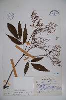 藏品(冇骨消)的圖片