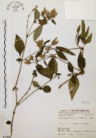 藏品(臺灣鱗球花)的圖片