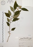 藏品(臺灣鱗球花)的圖片