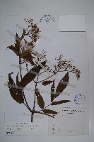 藏品(冇骨消)的圖片