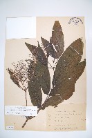 藏品(冇骨消)的圖片