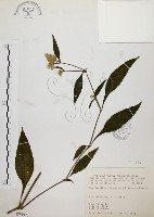 藏品(臺灣鱗球花)的圖片