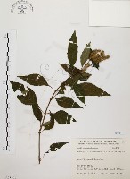 藏品(臺灣鱗球花)的圖片