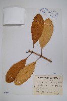 藏品(蘭嶼馬蹄花)的圖片