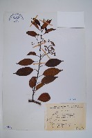 藏品(乳藤)的圖片