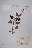 藏品(狗尾草)的圖片