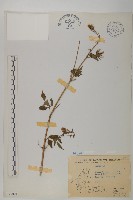 藏品(鬼針舅)的圖片