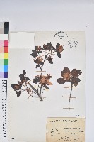 藏品(埔里杜鵑)的圖片