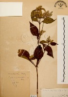 藏品(臺灣鱗球花)的圖片