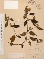 藏品(臺灣鱗球花)的圖片