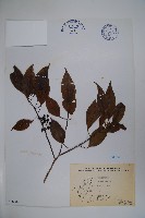 藏品(鐵冬青)的圖片