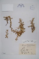 藏品(匙葉蓮子草)的圖片