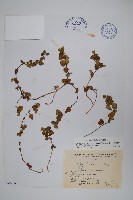 藏品(早田氏爵床)的圖片
