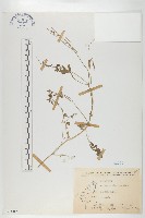 藏品(焊菜)的圖片