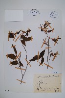 藏品(阿里山千金榆)的圖片