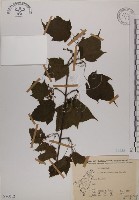 藏品(臺灣紅榨槭)的圖片