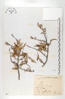 藏品(鄧氏胡頹子)的圖片