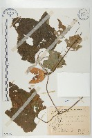 藏品(青牛膽)的圖片