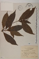 藏品(草珊瑚、紅果金粟蘭)的圖片