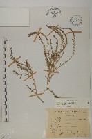 藏品(裸花鹼蓬)的圖片