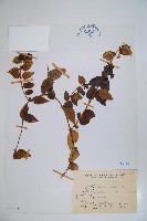 藏品(阿里山忍冬、漸尖葉忍冬)的圖片